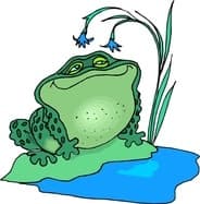 Frog 6
